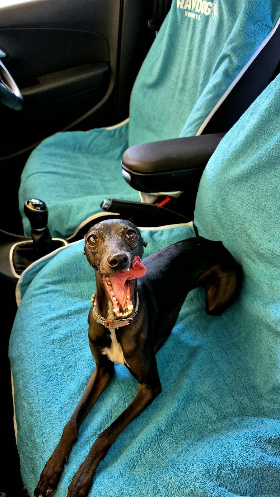 Pepper, a black whippet, lying across a teal Rawdog towel on a fitted car seat with her tongue out.