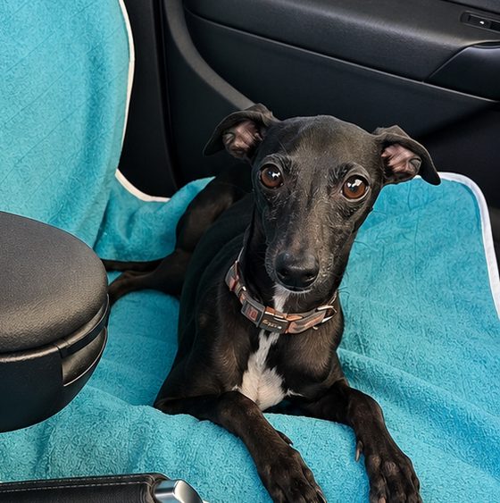 Pepper, a black whippet, lying across a Rawdog towel on the passenger seat.